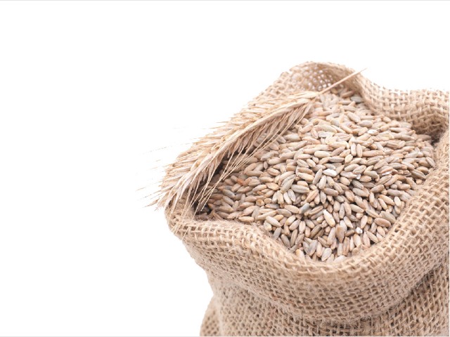 Wheat grains